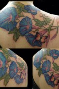 morningglory