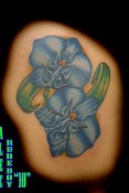 orchids