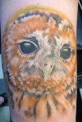 owl