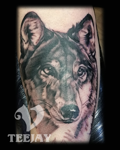 Wolf Portrait with Space Clouds and Stars
